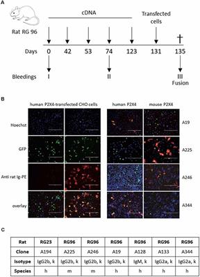 Generation and Characterization of Specific Monoclonal Antibodies and Nanobodies Directed Against the ATP-Gated Channel P2X4